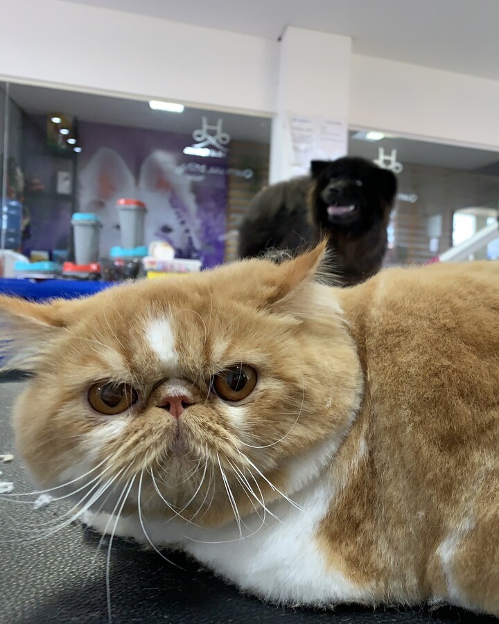 Gato persa após banho e tosa na Vida Animal