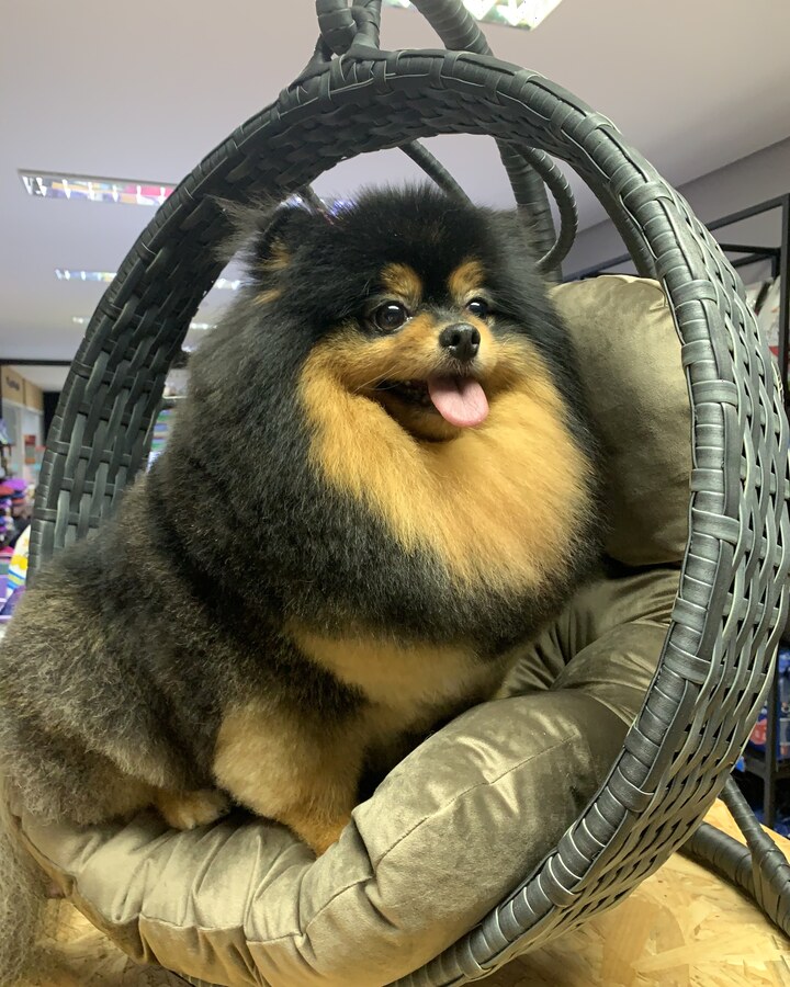 Cão tosado e cheiroso na Vida Animal