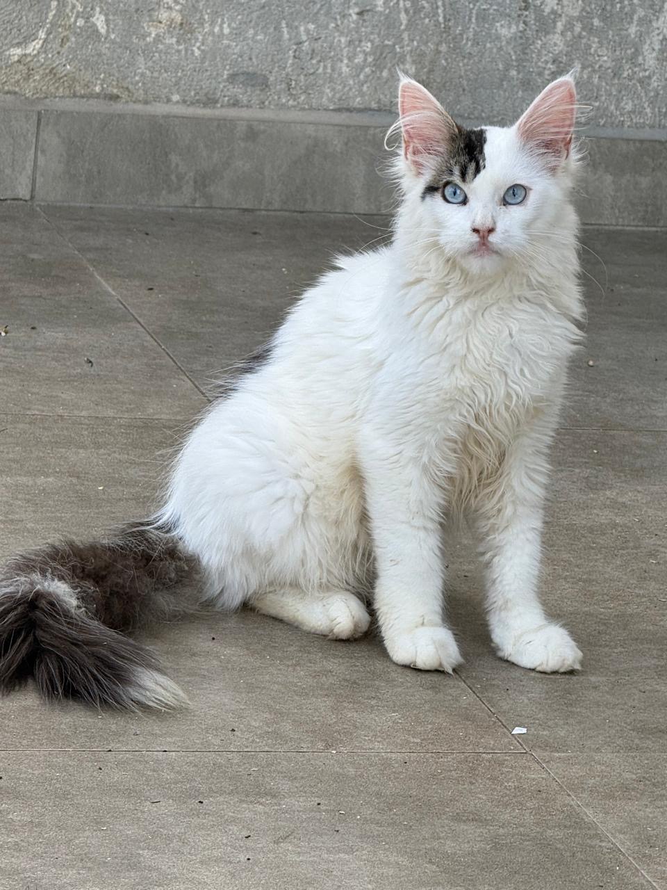 Maine Coon branco de olhos azuis