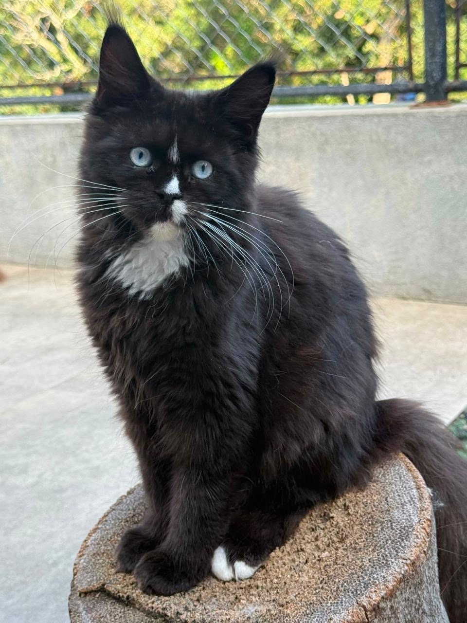 Maine Coon preto de olhos azuis