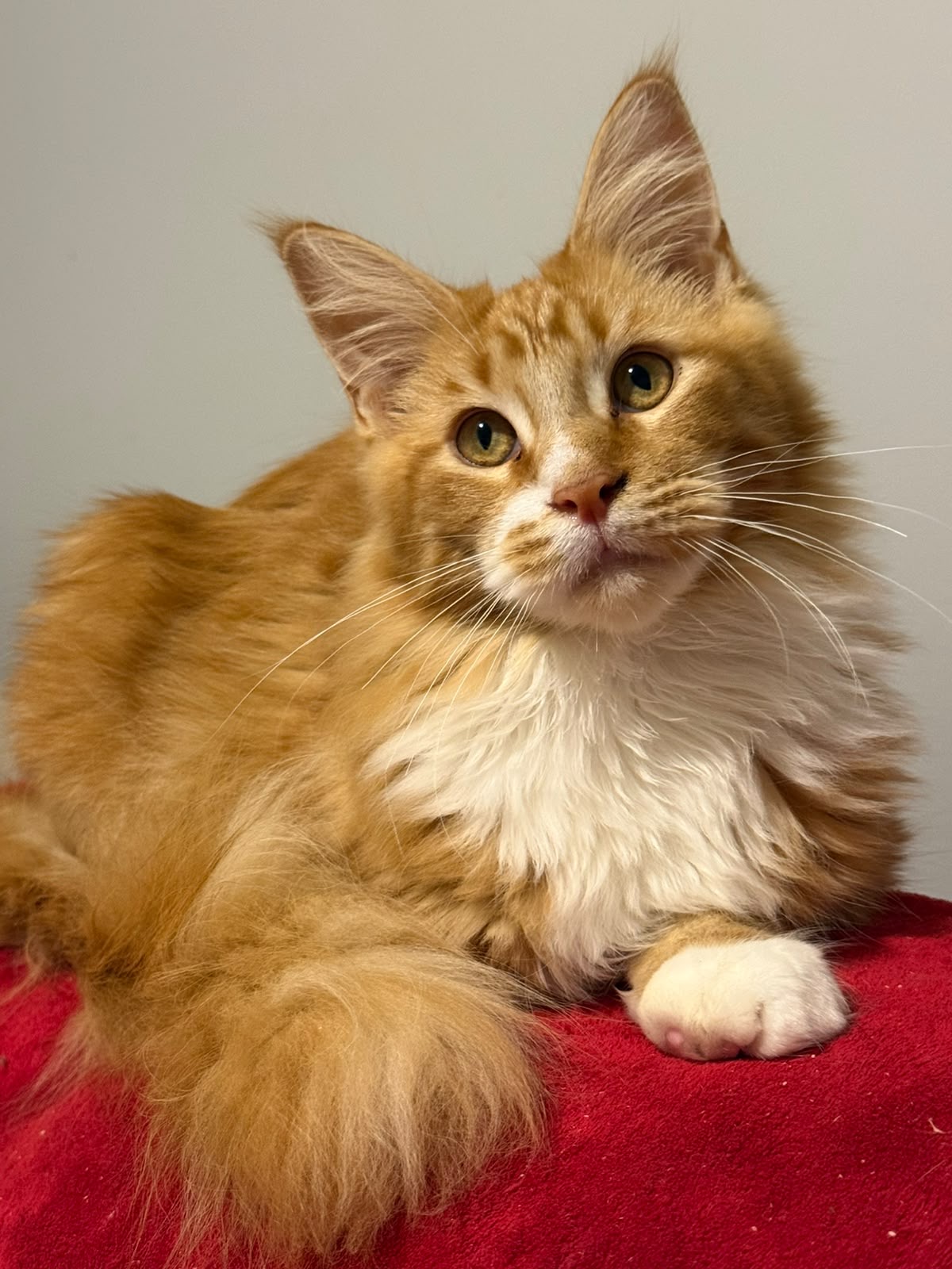 Maine Coon ruivo deitado